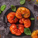 [303] Mémé de Beauce Tomato (Solanum lycopersicum)