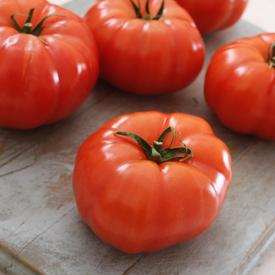 Savignac tomato (Solanum lycopersicum)