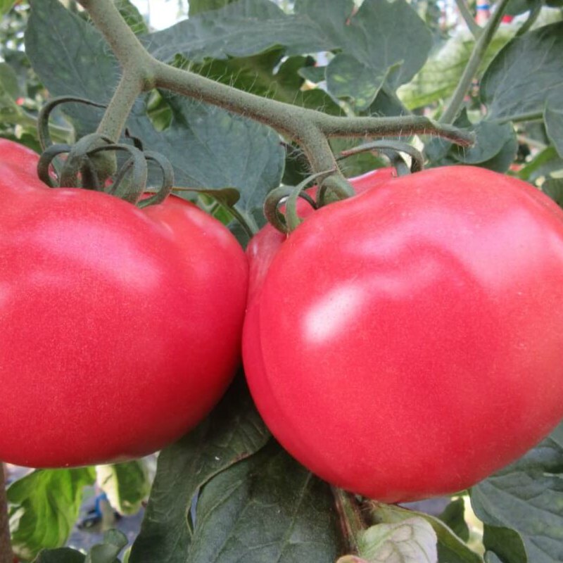 Tomate Savignac (Solanum lycopersicum)