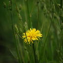 Scorsonère (Scorzonera hispanica)