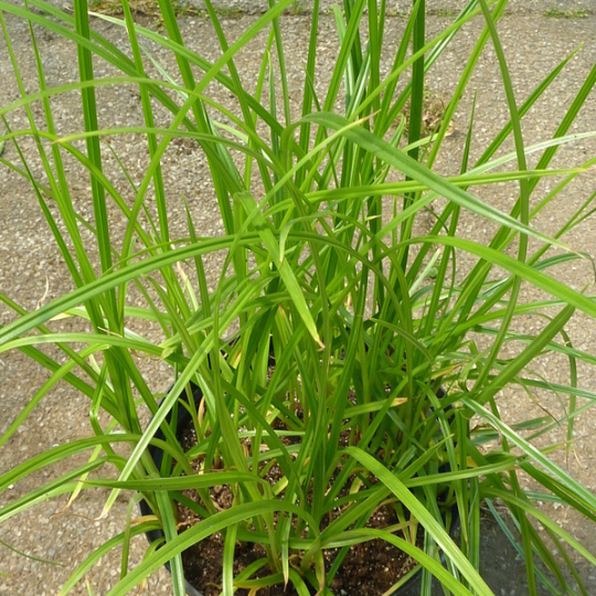 Yellow nutsedge (Cyperus esculentus)