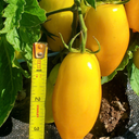 [277] Tomate Banana Leg (Solanum lycopersicum)