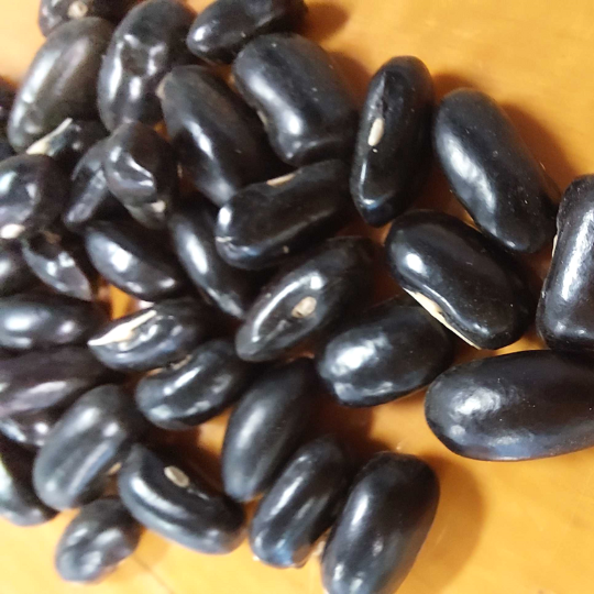Haricot Beurre à Graine Noire (Phaseolus vulgaris var. nana 'Beurre à graine noire)