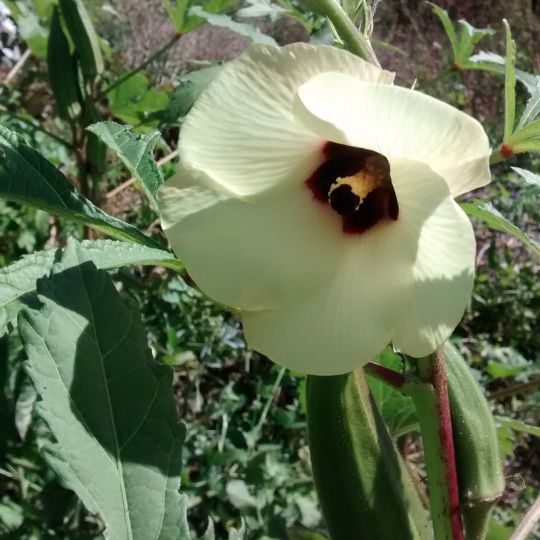 Okra (Abelmoschus esculentus)