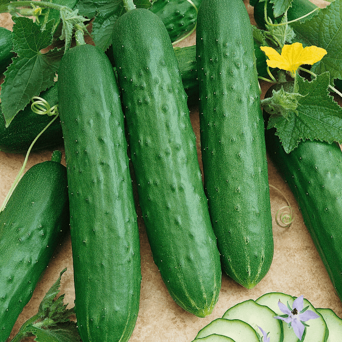 Lebanese Green (Cucumis sativus)