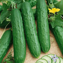[062] Lebanese Green (Cucumis sativus)