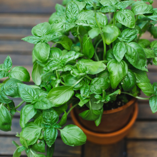  Genovese (Genoese) basil (Ocimum basilicum)