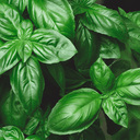 [024] ﻿Basilic Genovese (Ocimum basilicum)﻿