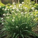 [059] Garlic chives (Allium tuberosum)