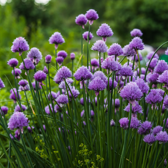 Common chives (Allium schoenoprasum)