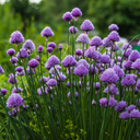 [060] ﻿Ciboulette commune (Allium schoenoprasum)﻿