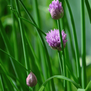 [060] Common chives (Allium schoenoprasum)