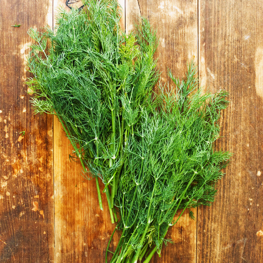 Dill (Anethum graveolens)