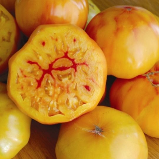 Gold Medal Tomato (Solanum lycopersicum 'Gold Medal')