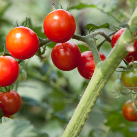 Petit Moineau Cherry Tomato (Solanum pimpinellifolium)