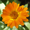 [035] Calendula (Calendula officinalis)