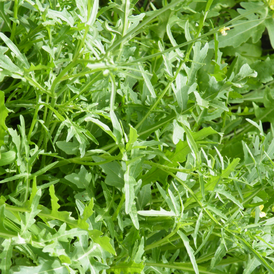 Roquette sauvage (Diplotaxis tenuifolia)