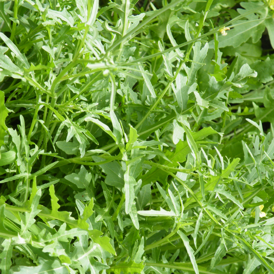 Wild arugula (Diplotaxis tenuifolia)