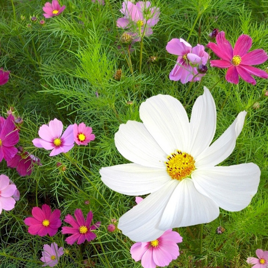 Cosmos ''Sensation Mix'' (Cosmos bipinnatus)﻿