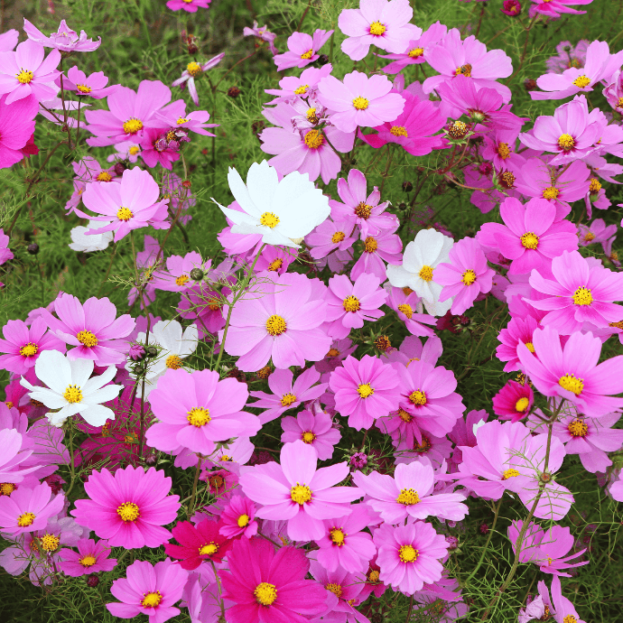 Cosmos ''Sensation Mix'' (Cosmos bipinnatus)