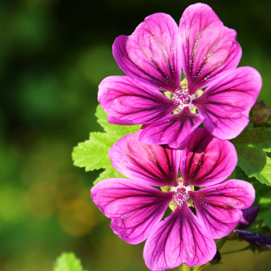 Mauritania Mallow (Malva sylvestris ssp. mauritiana)