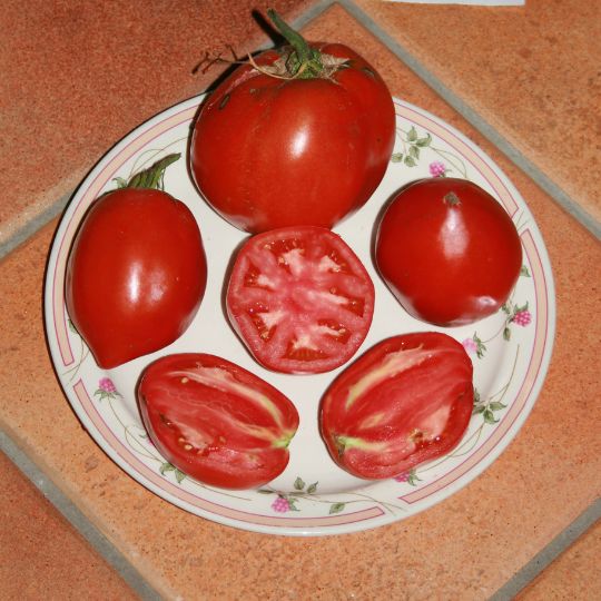 Tomate Espagnol Lefebvre (Solanum lycopersicum 'Espagnol Lefebvre')