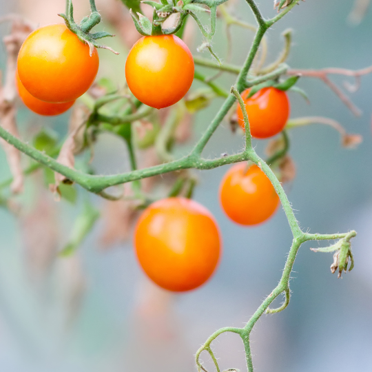 Sun Drop Tomato (Solanum lycopersicum)