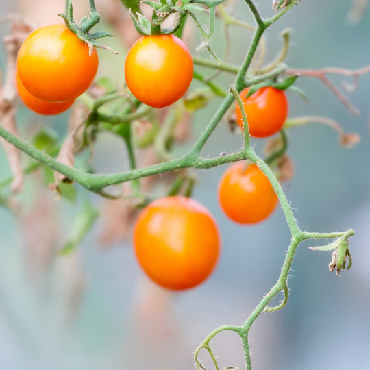 Tomate cerise Sun Drop (Solanum lycopersicum)