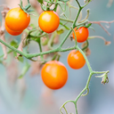 [334] Tomate cerise Sun Drop (Solanum lycopersicum)