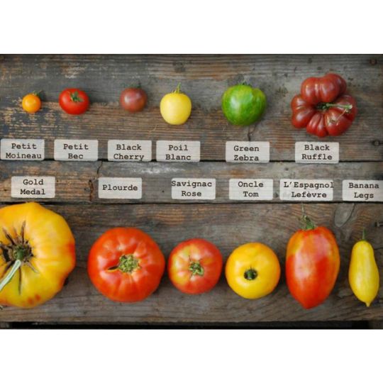 Tomate La Semencière s'est trompée (mix) (Solanum lycopersicum)