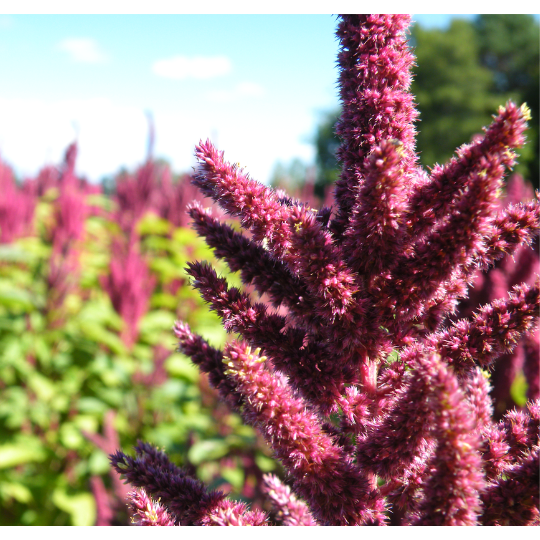 Amaranth (Amaranthus sp.)