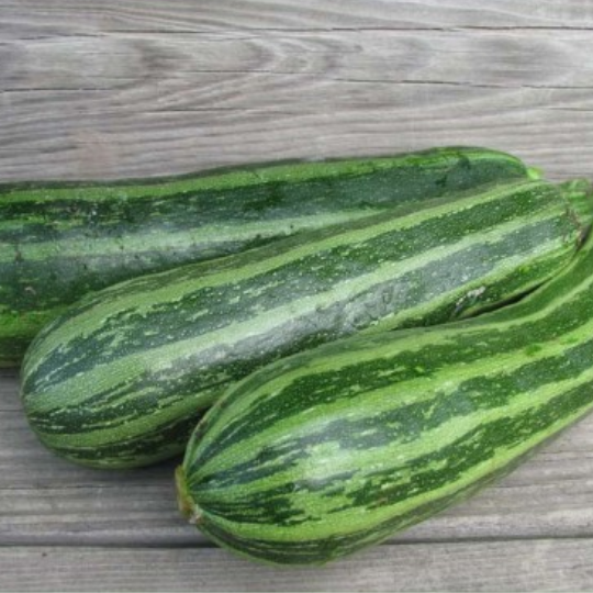 Cocozelle squash (Cucurbita pepo)