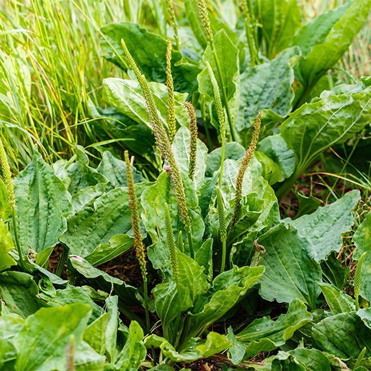 Greater plantain (Plantago major)