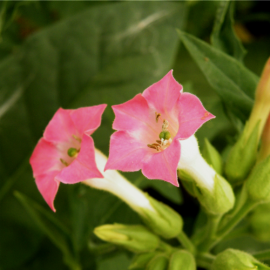 Little Canadian Tobacco (Nicotiana tabacum)
