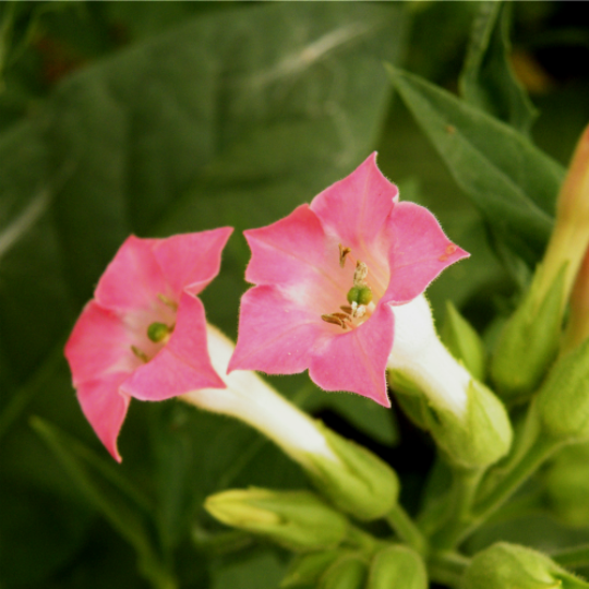 Tabac Petit Canadien (Nicotiana tabacum)