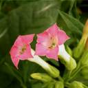 [212] Tabac Petit Canadien (Nicotiana tabacum)