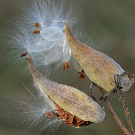 Milkweed (Asclepias syriaca)