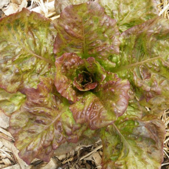 Black-seed Alphange lettuce (Lactuca sativa L. var. longifolia)