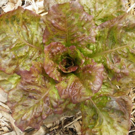 Laitue Alphange à graine noire (Lactuca sativa L. var. longifolia)