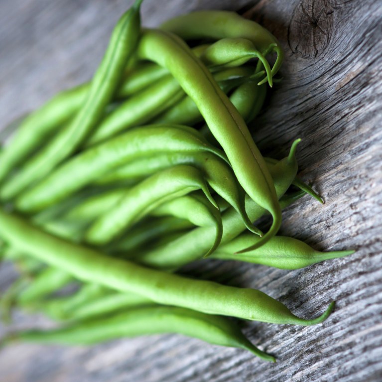 Grandmother bean (Phaseolus vulgaris)