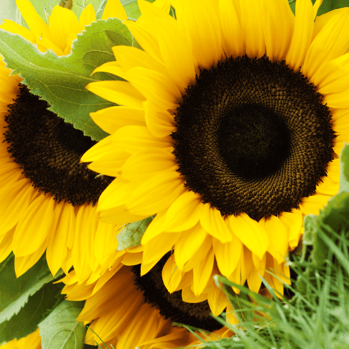 Sunflower (Helianthus annuus)