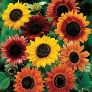 Tournesol (Helianthus annuus)
