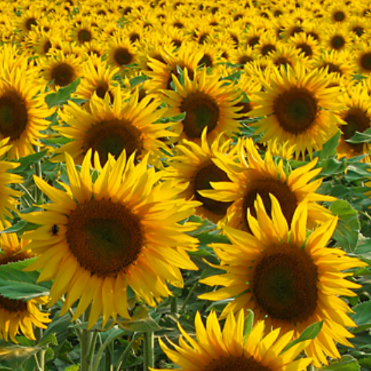 Tournesol en mélange (Helianthus annuus)