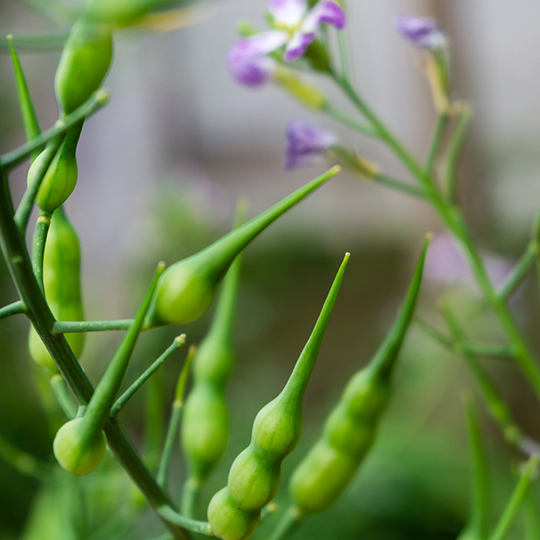 Rat's Tail Radish (Raphanus sativus var. caudatus)