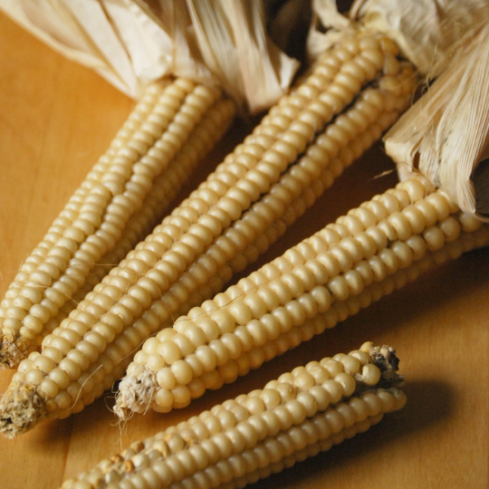 Canadian White Corn (Zea mays)