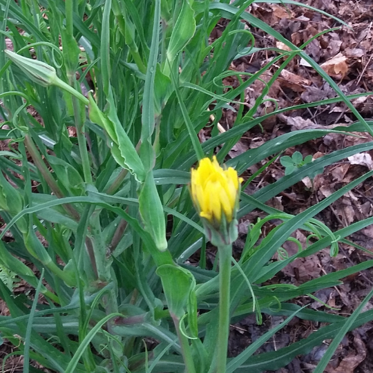 Salsifi des prés (Tragopogon pratensis)