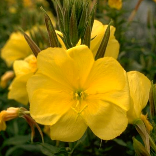 Evening primrose (Oenothera biennis)