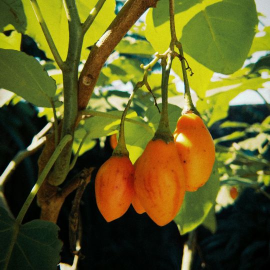 Dwarf tamarillo (Solanum abutiloides)