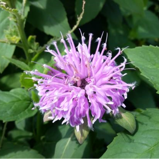 Bergamot (Monarda fistulosa)