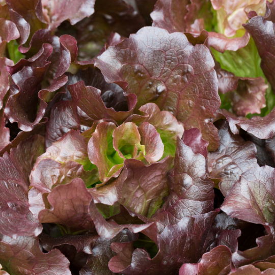 Ibis lettuce (Lactuca sativa)